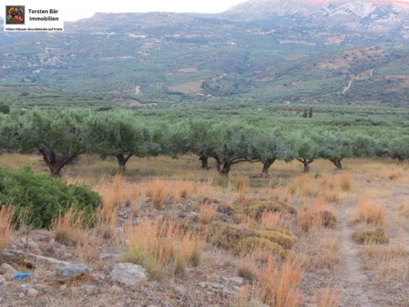 Lithines Kreta Ausgezeichneter Olivenhain in Lithines zu verkaufen Grundstück kaufen